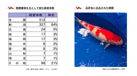 錦鯉意思|日本伝統の「泳ぐ芸術品」錦鯉について学ぼう：農林水産省